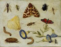 Kessel, Jan van - Insects